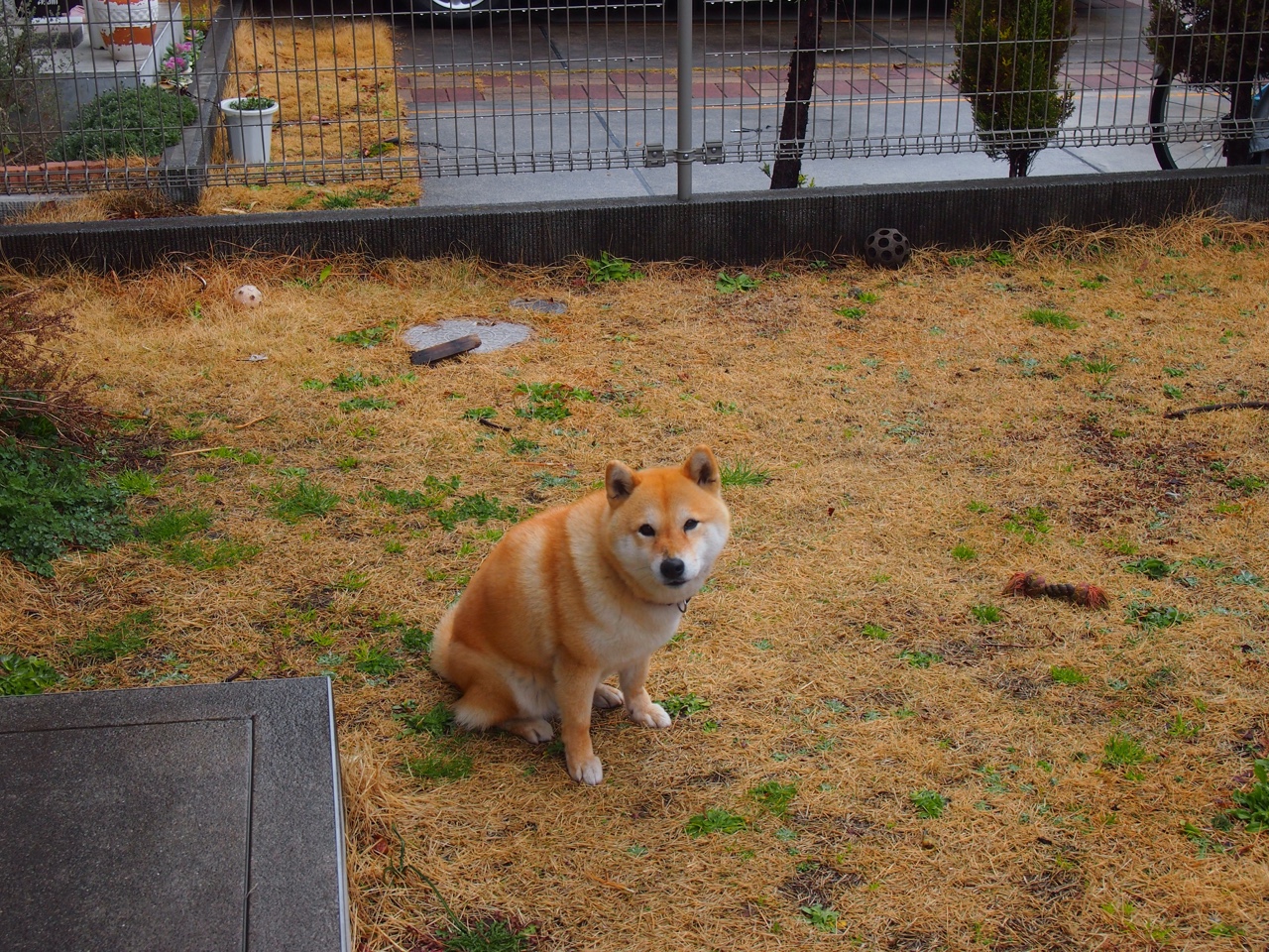 钢铁之躯粉碎伦敦梦!德里赫特绞杀厄德高,瓜帅的后手棋让枪手窒息