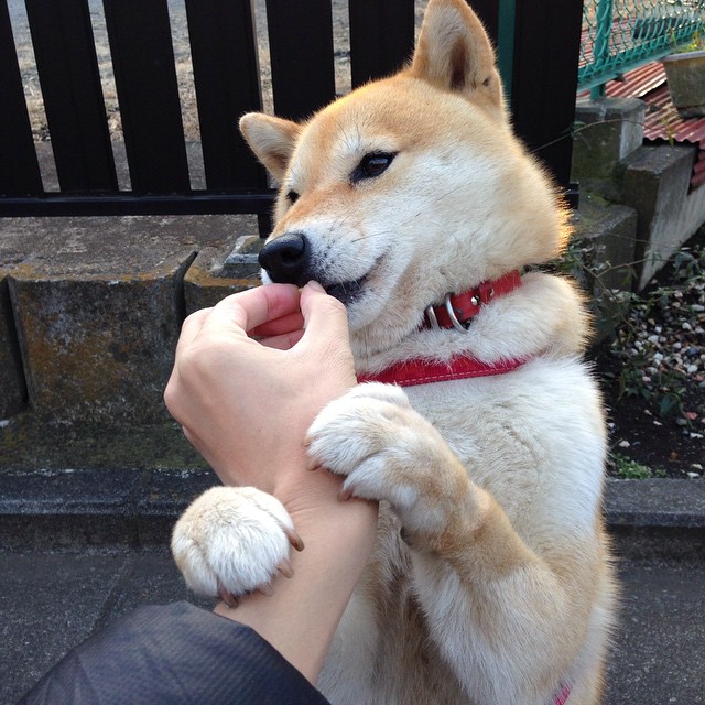 福登封神之战诠释何为全场最佳,佛罗伦萨与塞内加尔血拼出足球最原始的魅力